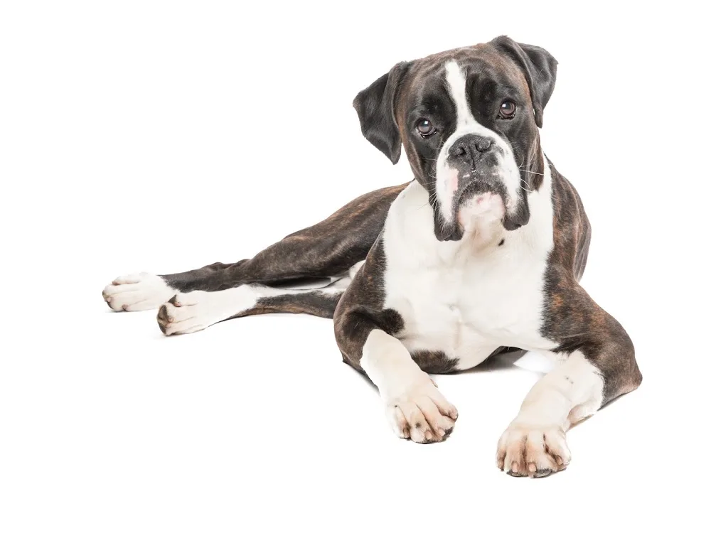 Boxerclub.nl - Maarsbergen pet otel