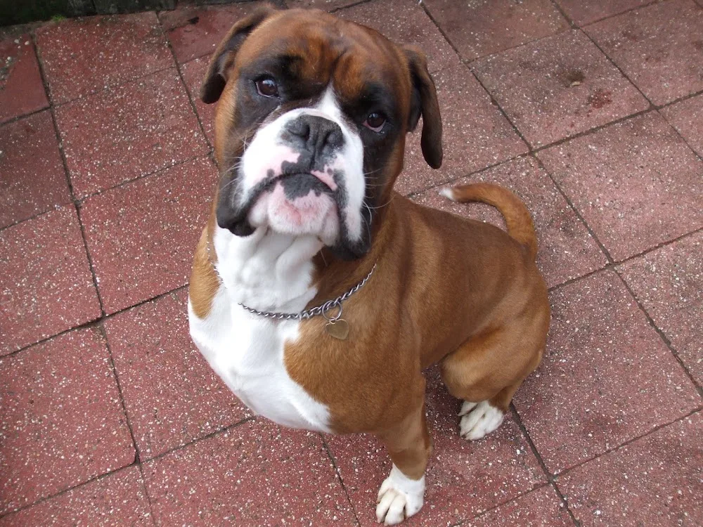 Boxerclub.nl - Maarsbergen pet otel görseli 3