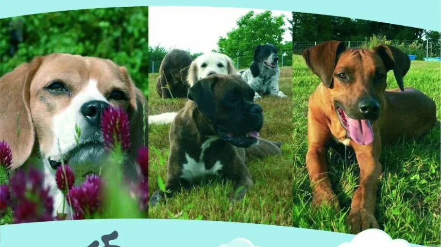 Luna's Ranch Hundepension & Hundekindergarten - Machern pet otel