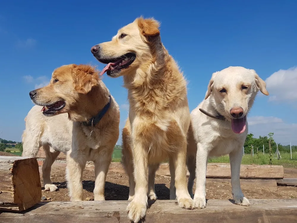 Luna's Ranch Hundepension & Hundekindergarten - Machern pet otel görseli 3