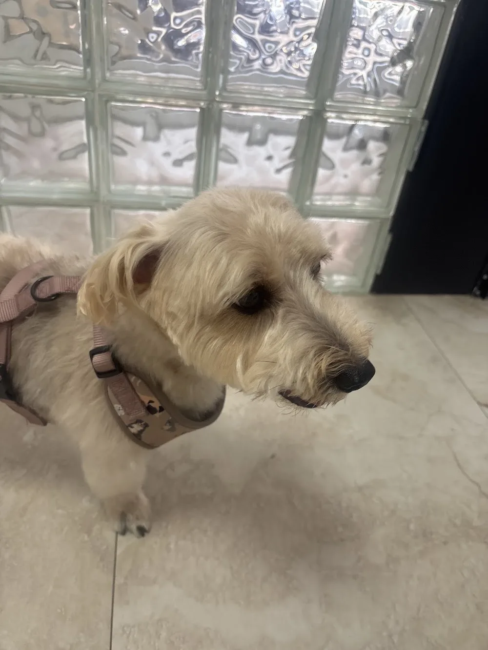 PetCenterLeal - Madrid pet otel görseli 2