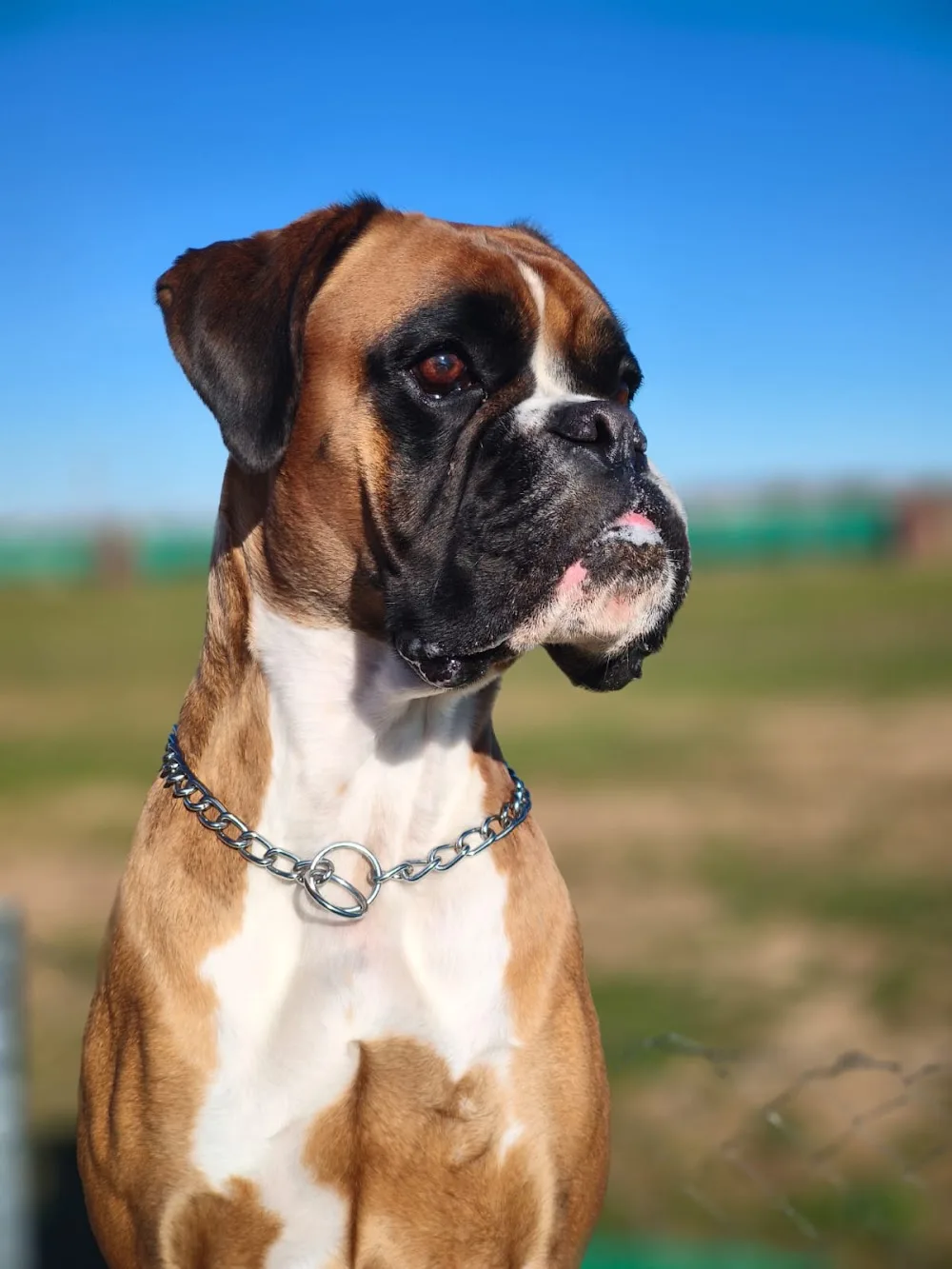 Residencia canina Asuncan - Madrid pet otel görseli 3
