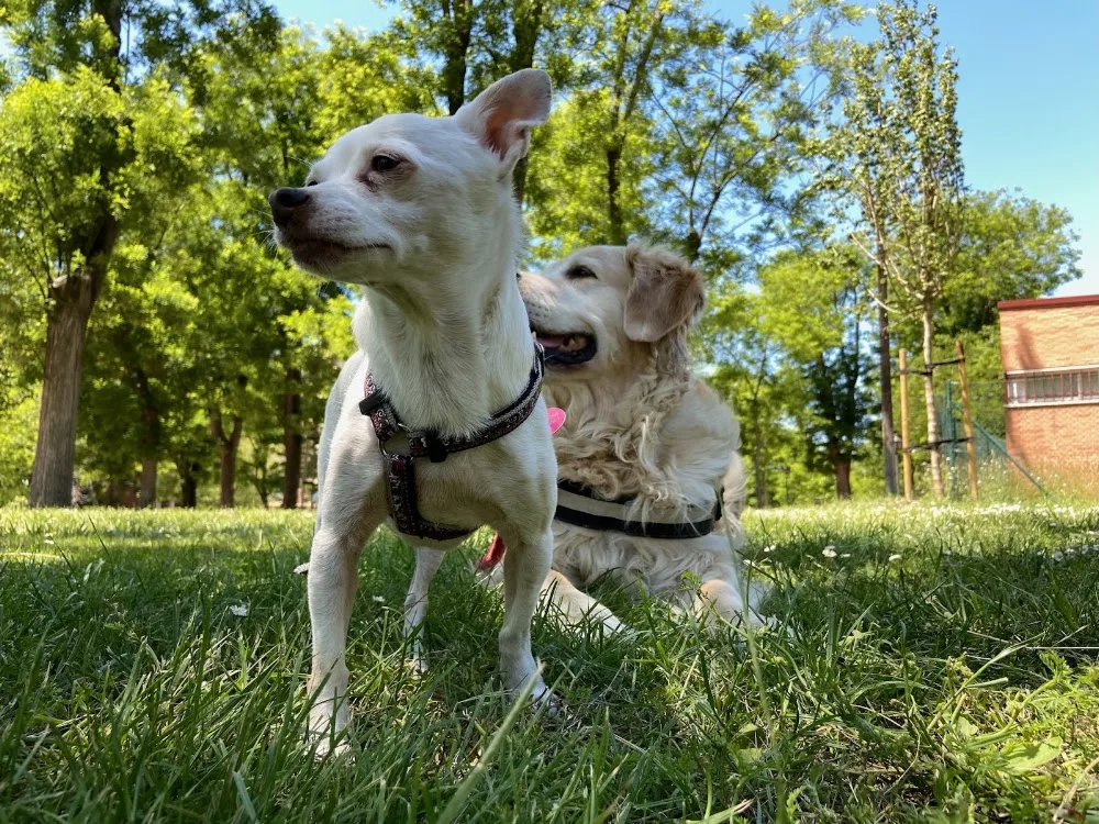 Txakurra. Perros Felices - Madrid pet otel