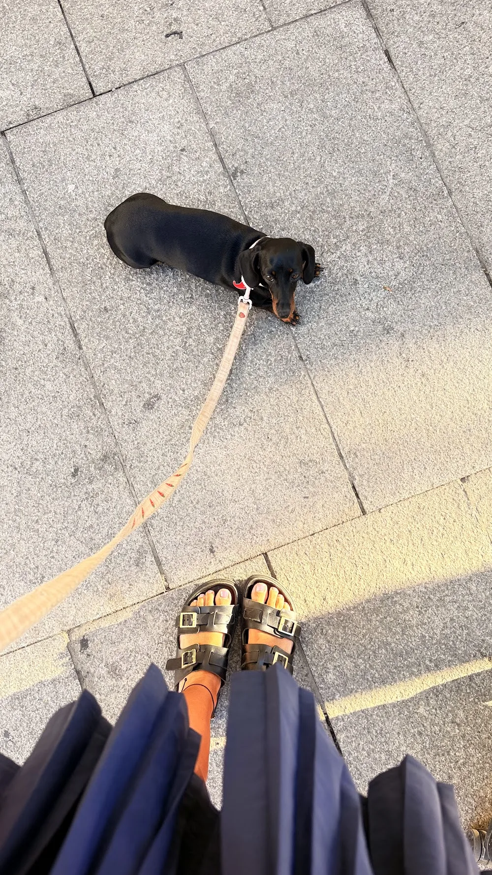 Txakurra. Perros Felices - Madrid pet otel görseli 3