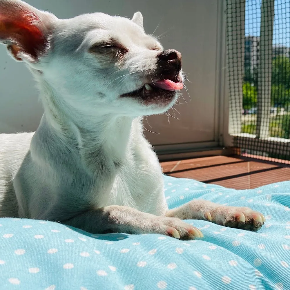Txakurra. Perros Felices - Madrid pet otel görseli 4