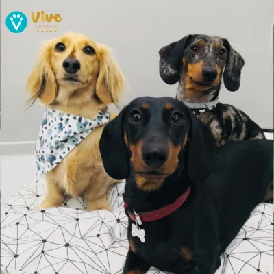 Vive Pets (Bº Chamberí) Hotel 24h, guardería y peluquería canina - Madrid pet otel