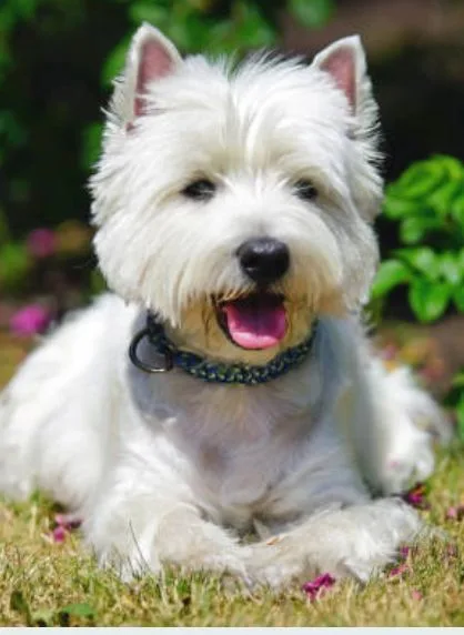 Vive Pets (Bº Salamanca) Hotel 24h, guardería y peluquería canina - Madrid pet otel