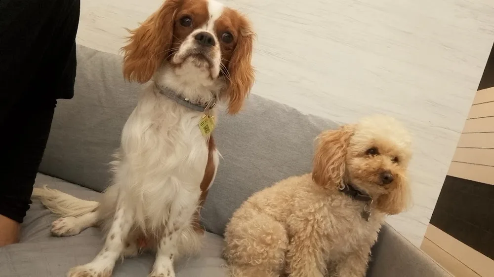 Vive Pets (Bº Salamanca) Hotel 24h, guardería y peluquería canina - Madrid pet otel görseli 3