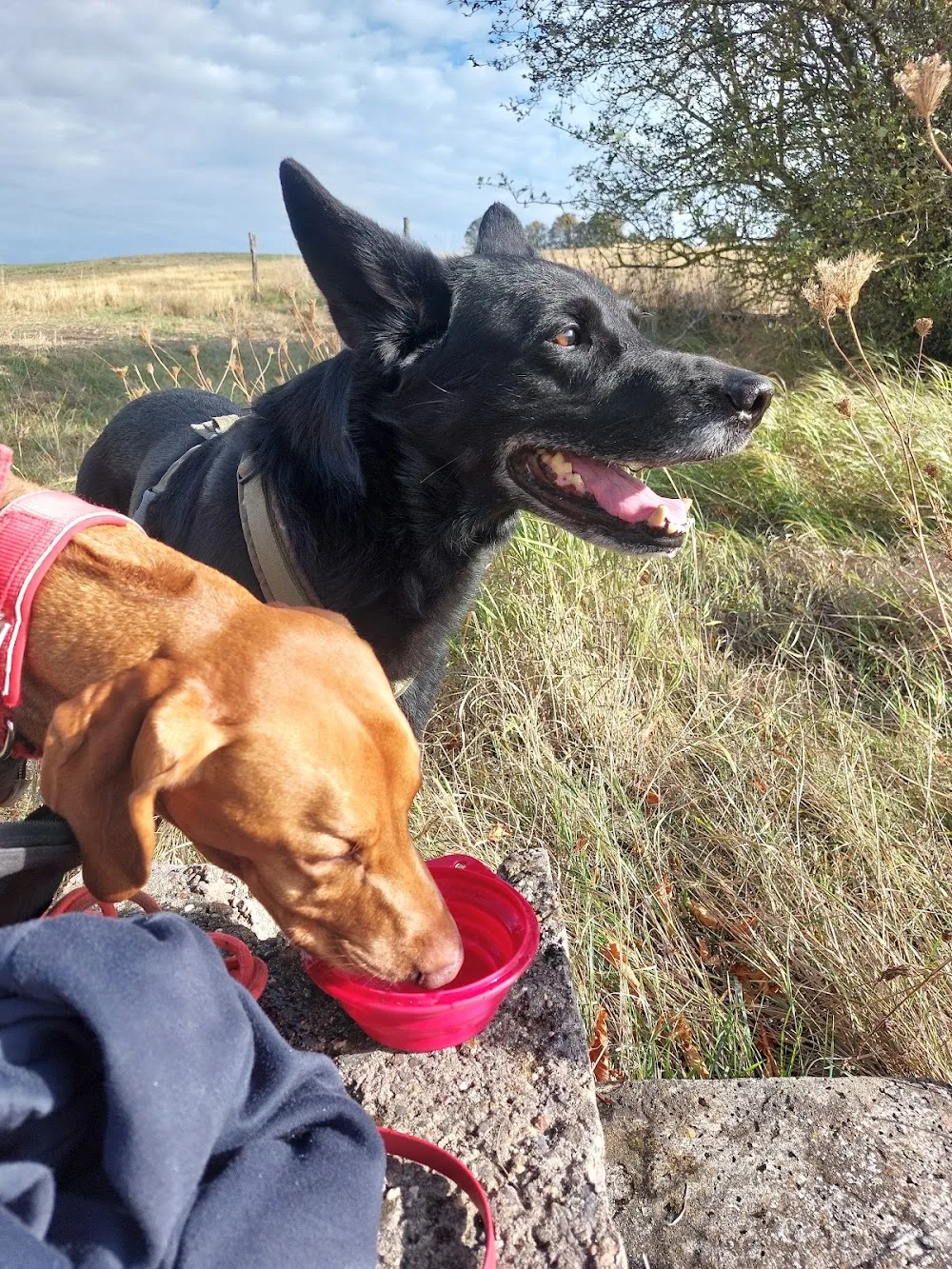 Hundebetreuung Seemann - Magdeburg pet otel görseli 3