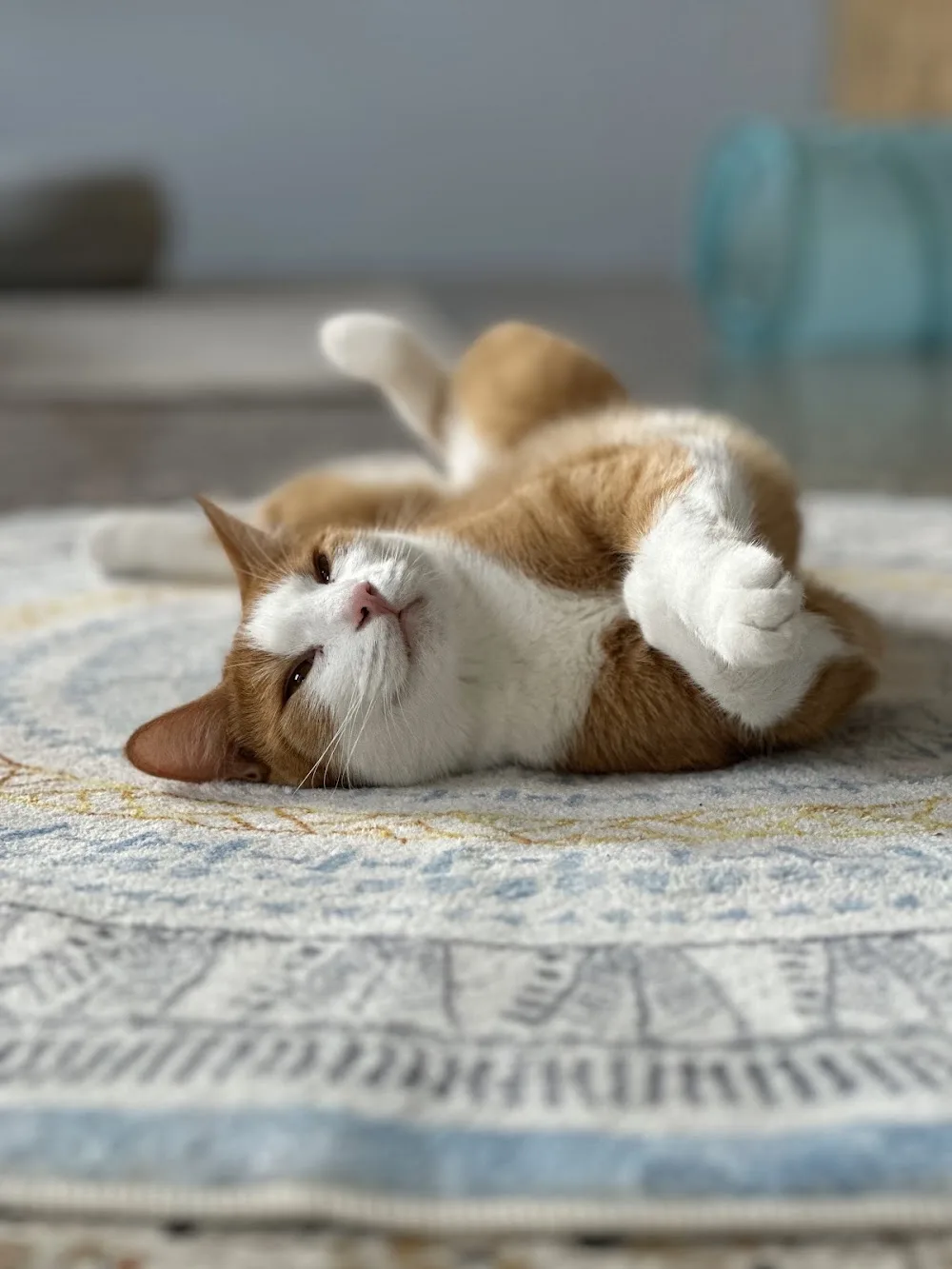 Gin Bed&Cat pensione per gatti senza gabbie - magnacavallo pet otel