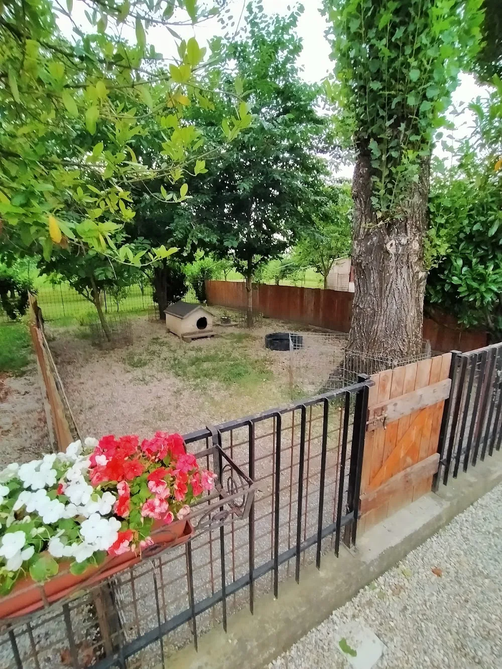L'OASI pensione CANI (piccola taglia) e GATTI - magnacavallo pet otel görseli 3