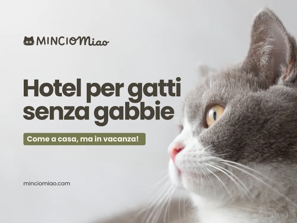 Mincio Miao | Hotel per gatti - magnacavallo pet otel