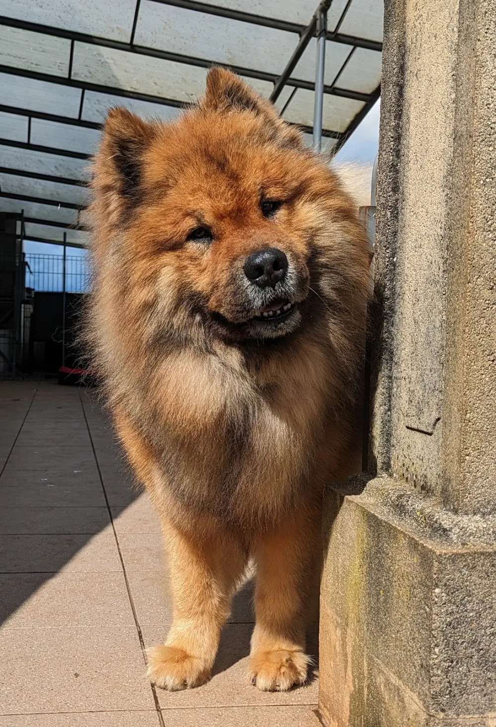 Dog Happy Pension canine - Maine-et-Loire pet otel görseli 6