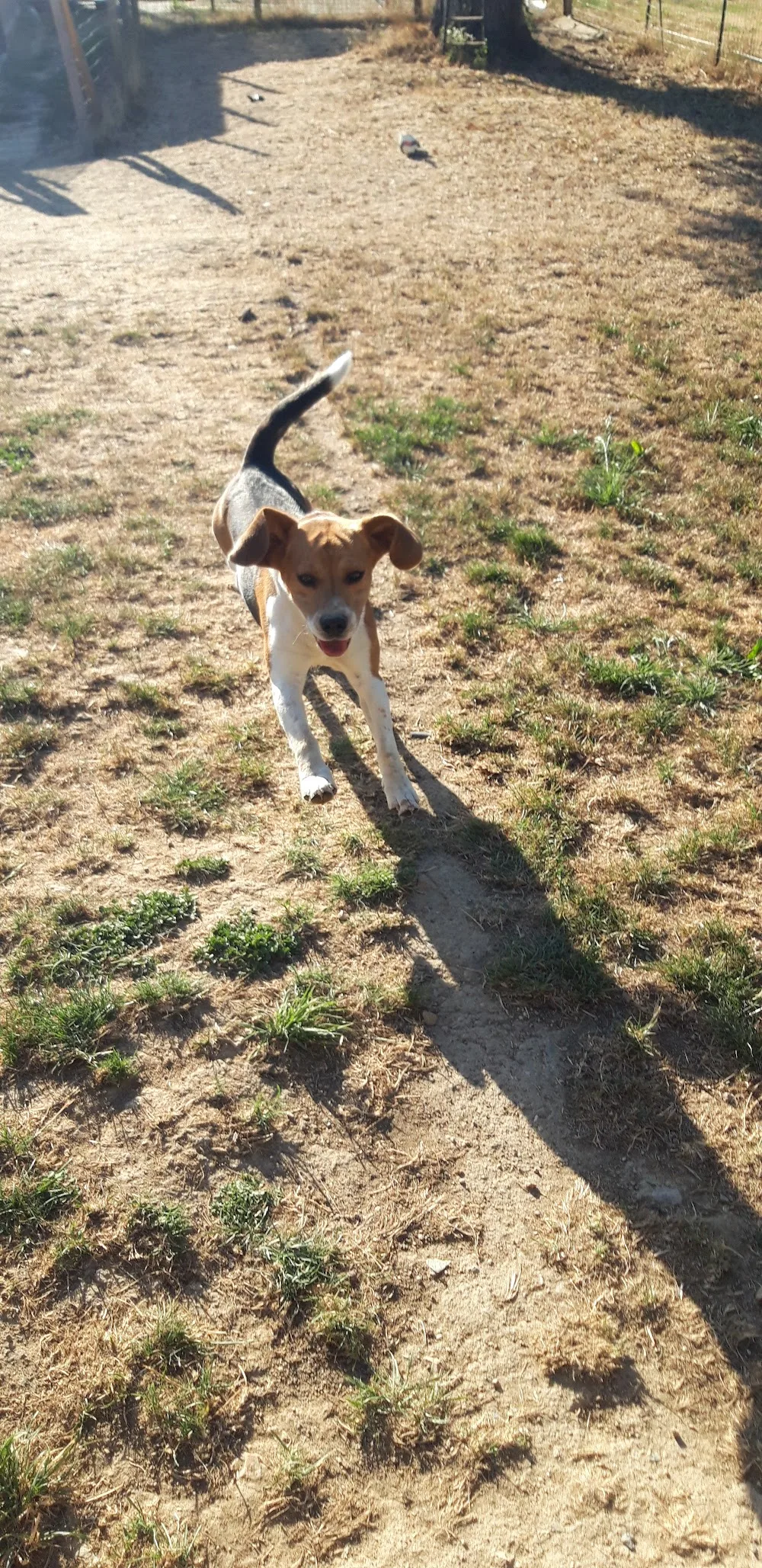 Elevage et Pension canine Les Diablotins d'isis - Maine-et-Loire pet otel görseli 3