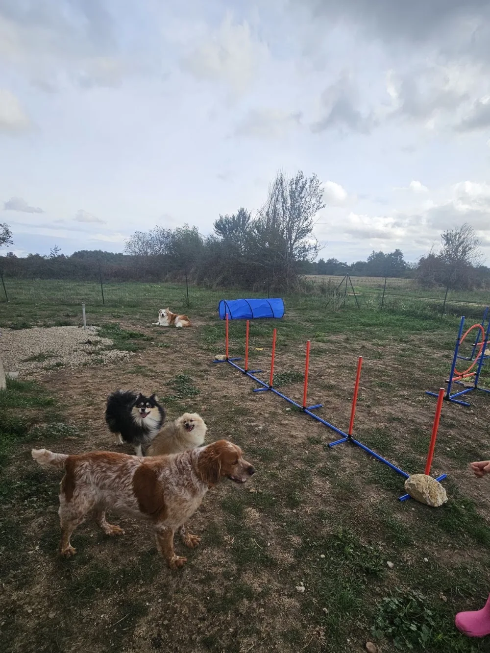 Les petits protégés d'Anna - Maine-et-Loire pet otel