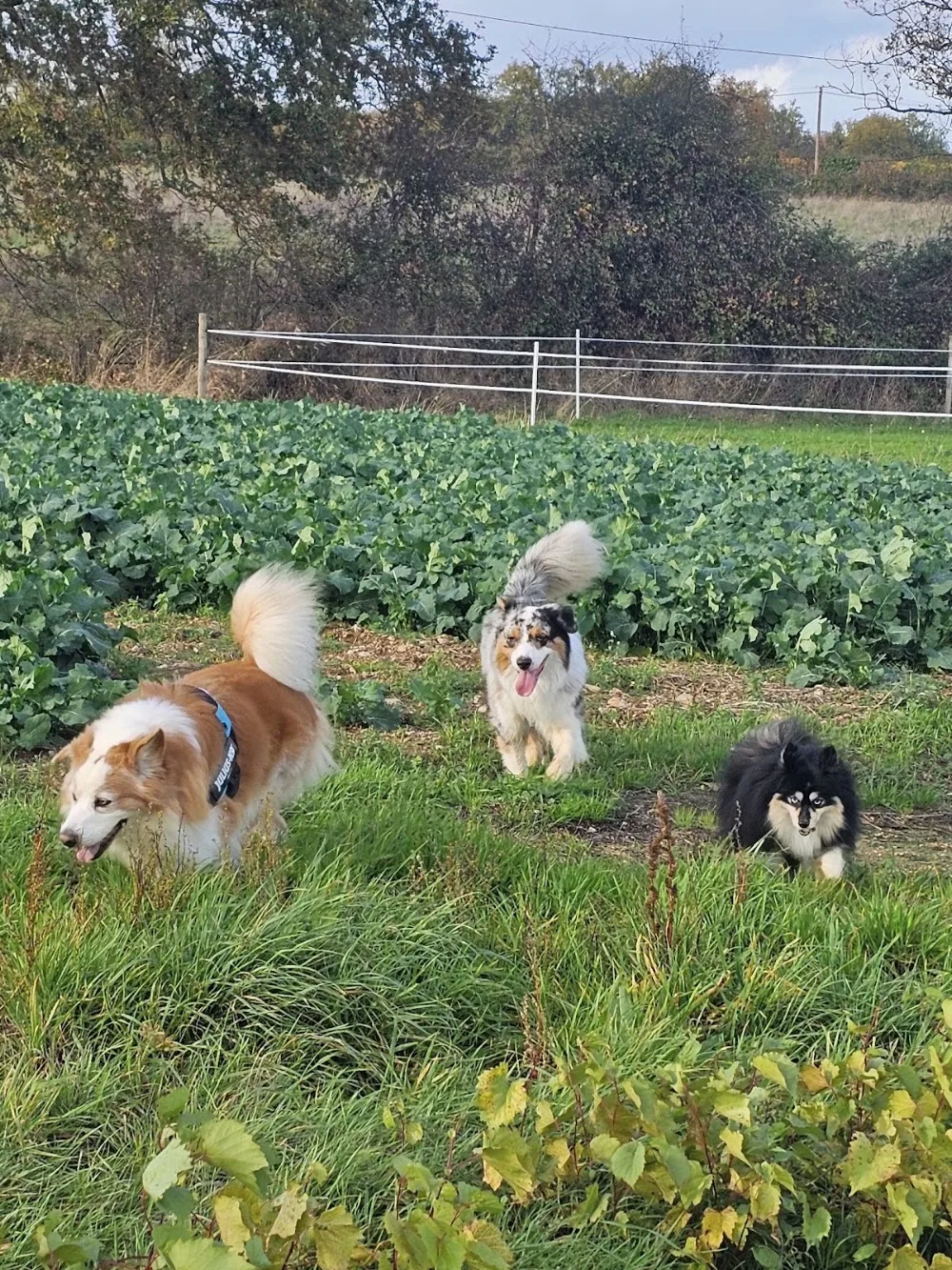 Les petits protégés d'Anna - Maine-et-Loire pet otel görseli 3