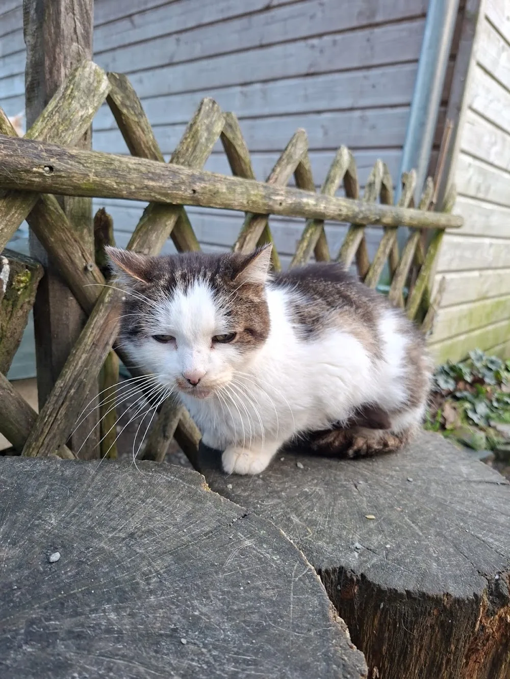 Maison des chats - Maine-et-Loire pet otel görseli 2