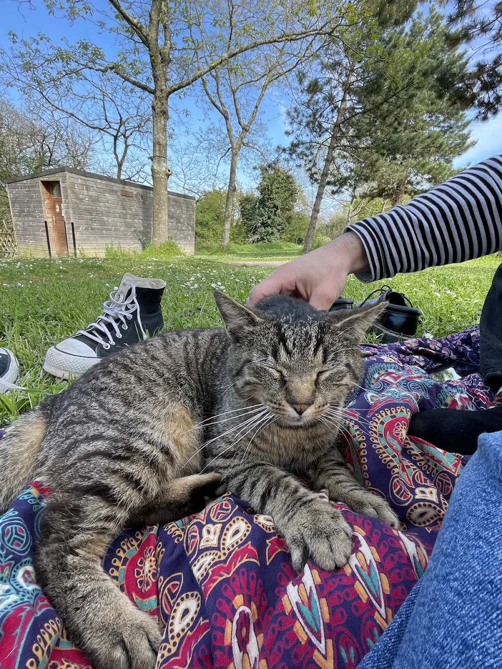Maison des chats - Maine-et-Loire pet otel görseli 3