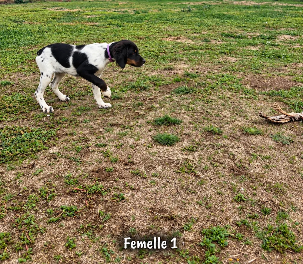 Pension canine/Elevage Du Domaine des Vicogne - Maine-et-Loire pet otel görseli 2