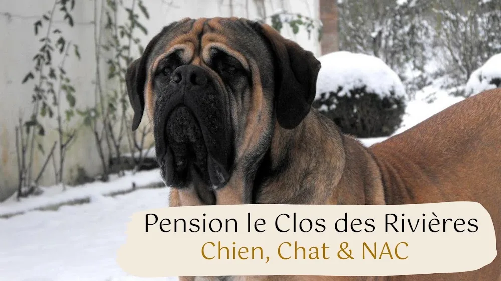 Pension le Clos des Rivières - Maine-et-Loire pet otel