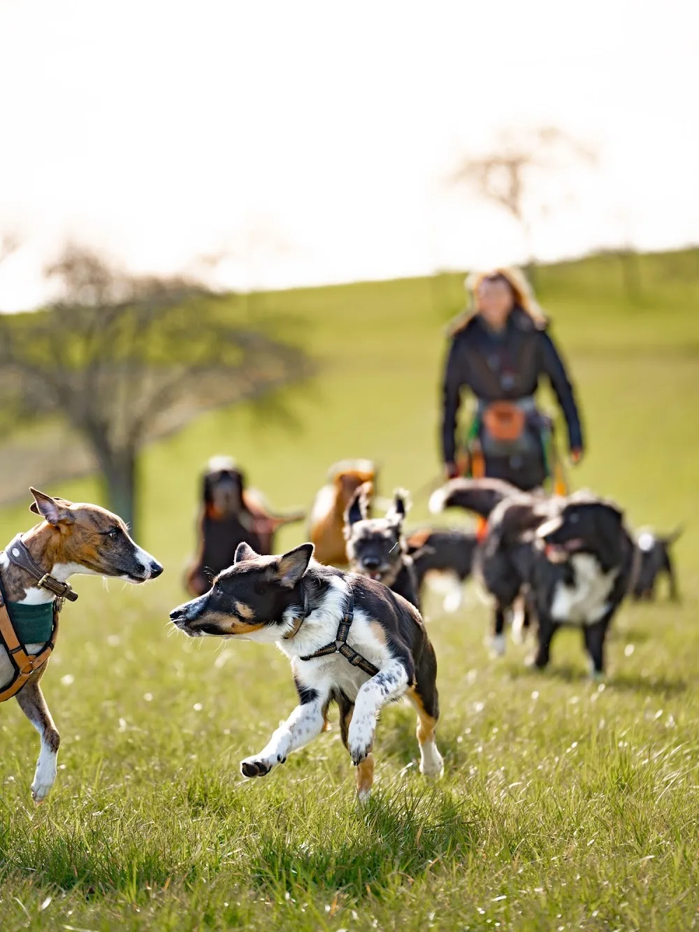 FelixCanis Hundetagesbetreuung & Hundetraining - Mainz pet otel