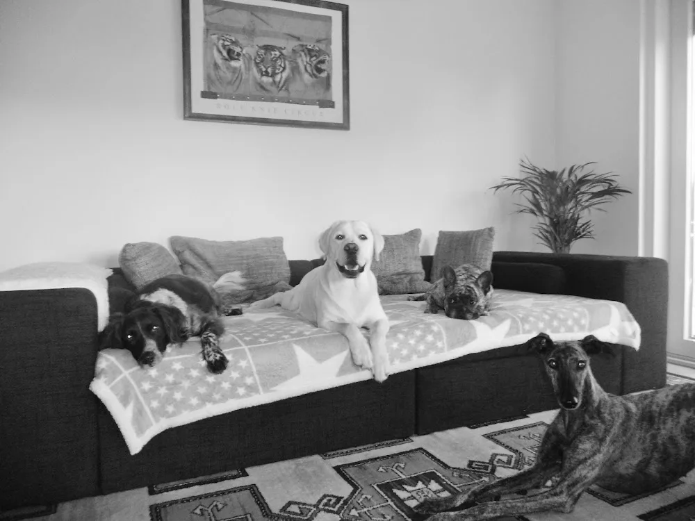 Hundecamp Astheim - Mainz pet otel görseli 3