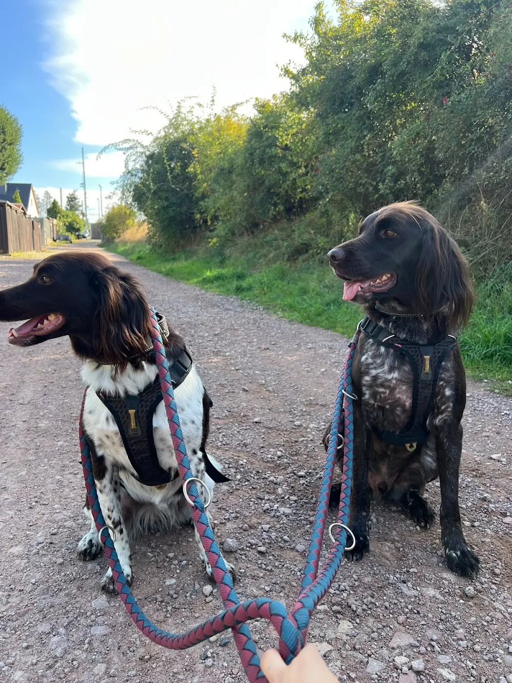 Hundefreakz - Mainz pet otel