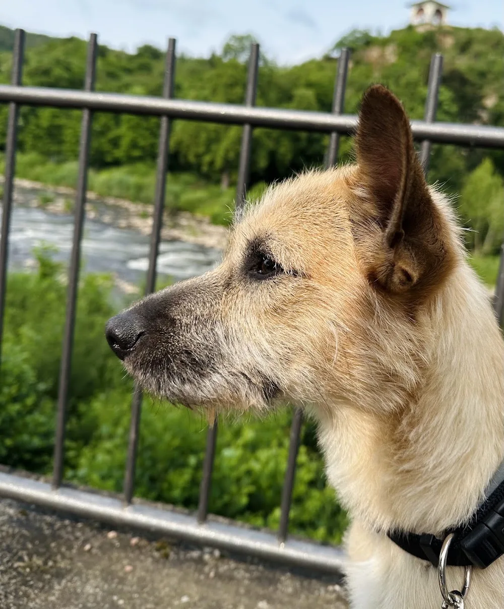 Hundepension an der Weidenmühle - Mainz pet otel görseli 3