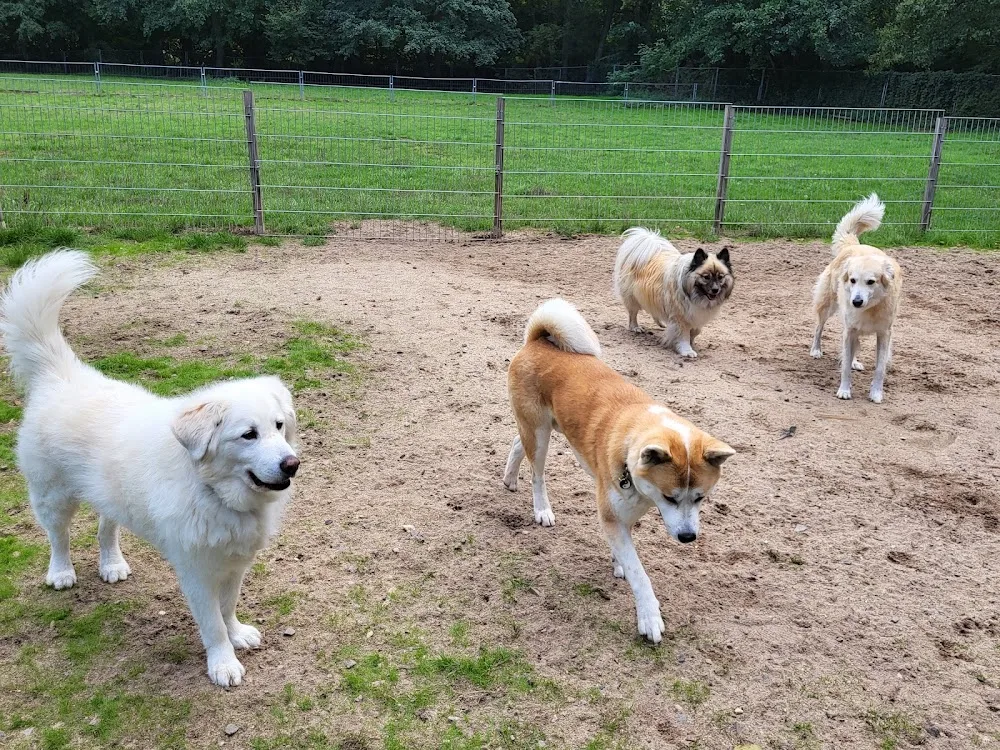 HuTa Klingenmühle - Hundetagesstätte Wiesbaden - Mainz pet otel görseli 3