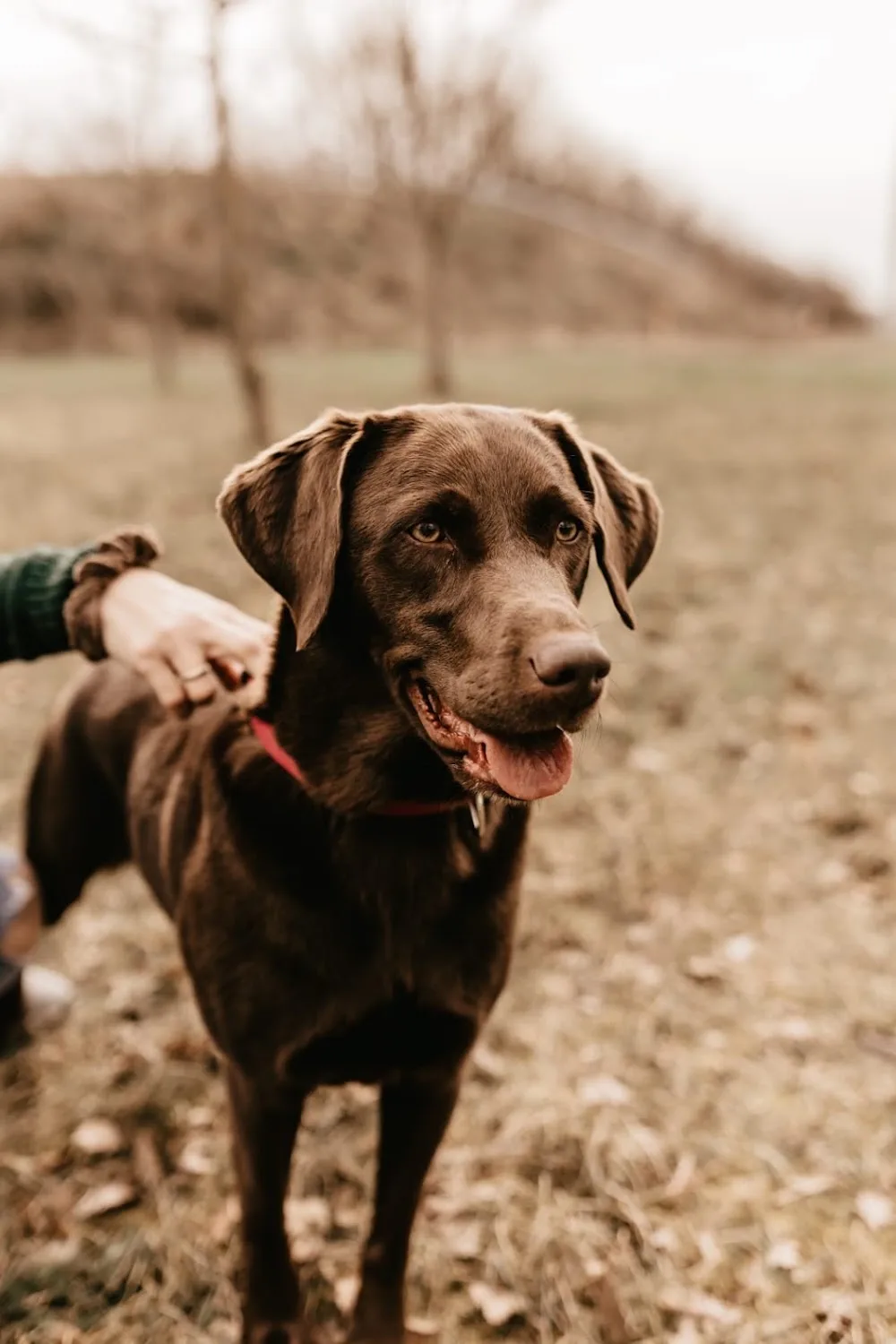 Jessi's Hundebetreuung - Mainz pet otel görseli 3