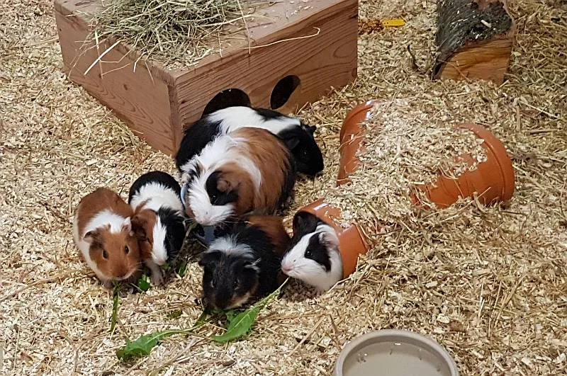 Tierbetreuung Samtpfote - Mainz pet otel görseli 2