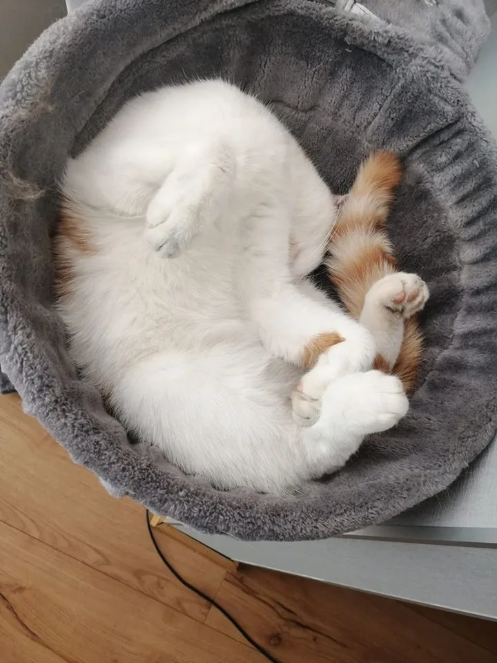 Tierbetreuung Samtpfote - Mainz pet otel görseli 3