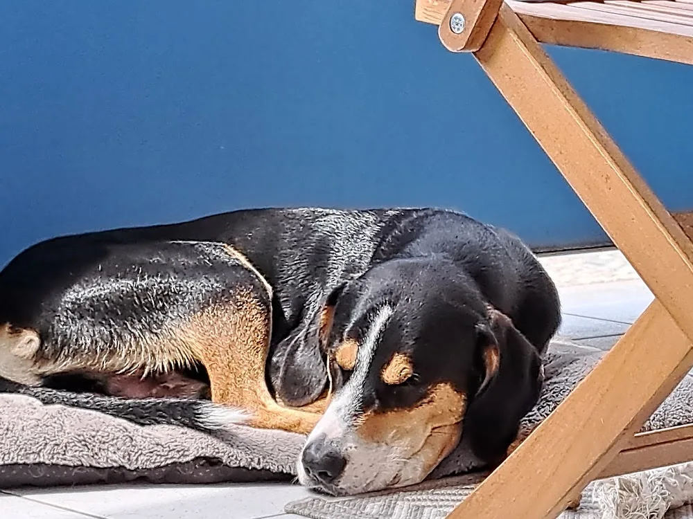 Tierpension Jünger - Mainz pet otel