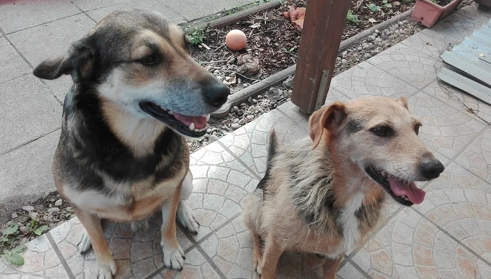 Tierpension Jünger - Mainz pet otel görseli 3