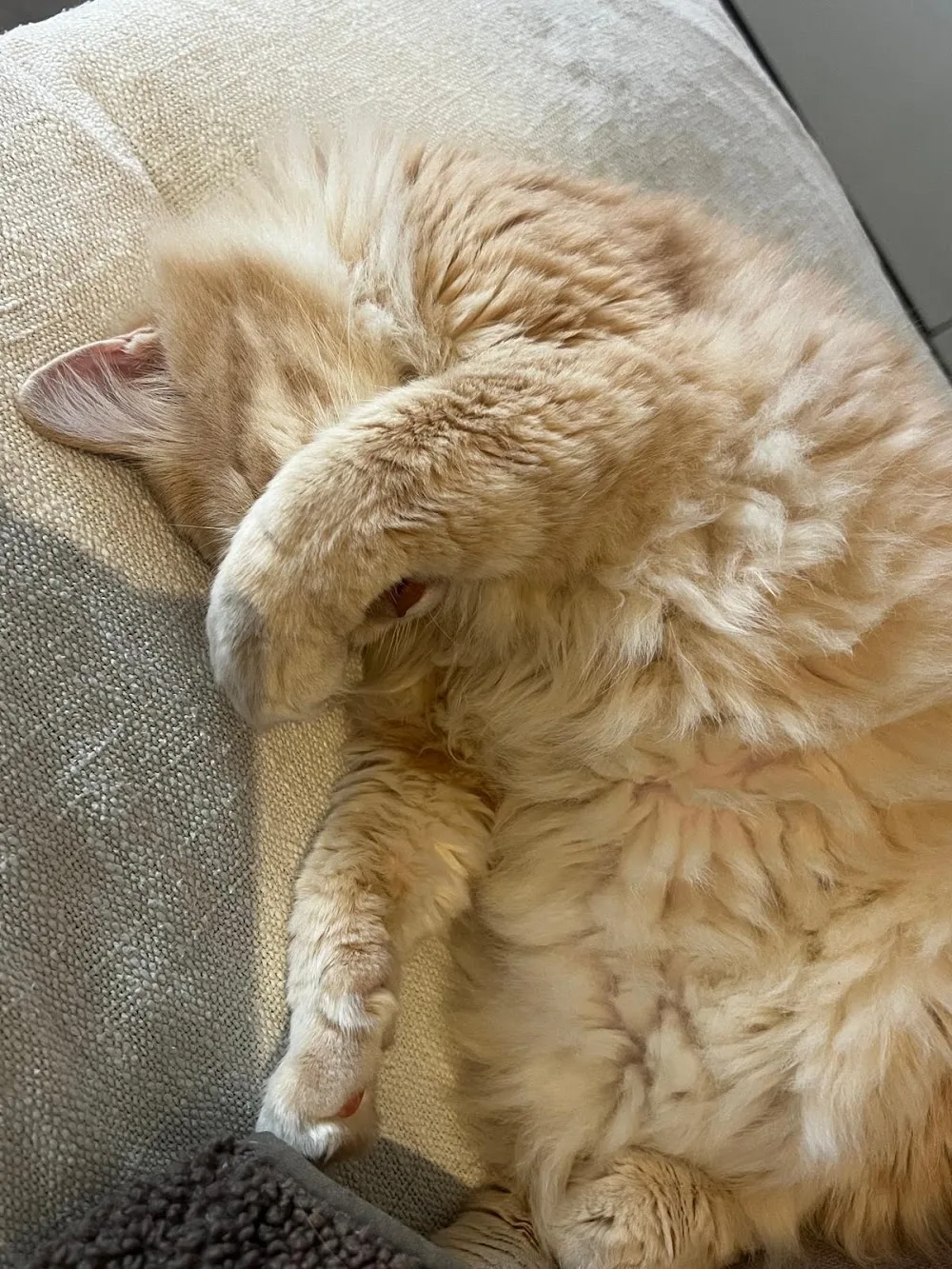 Amigo Felino - Malaga pet otel