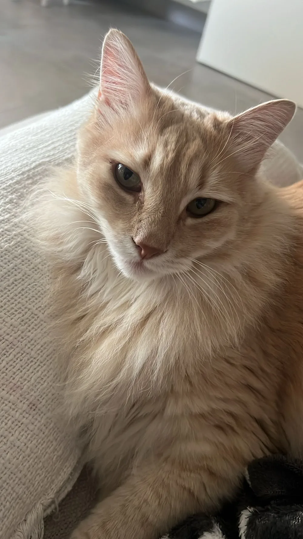 Amigo Felino - Malaga pet otel görseli 3
