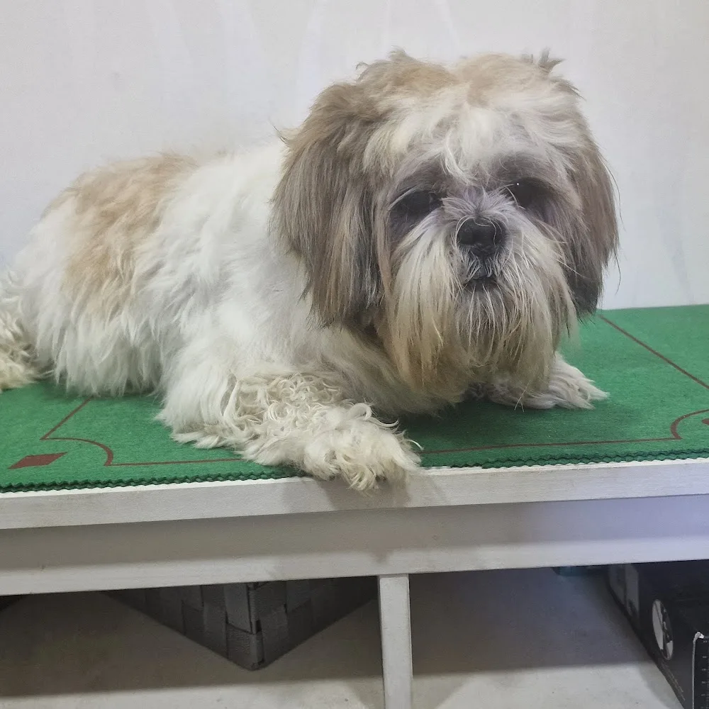Cala de Mijas Residencia Canina - Malaga pet otel görseli 5