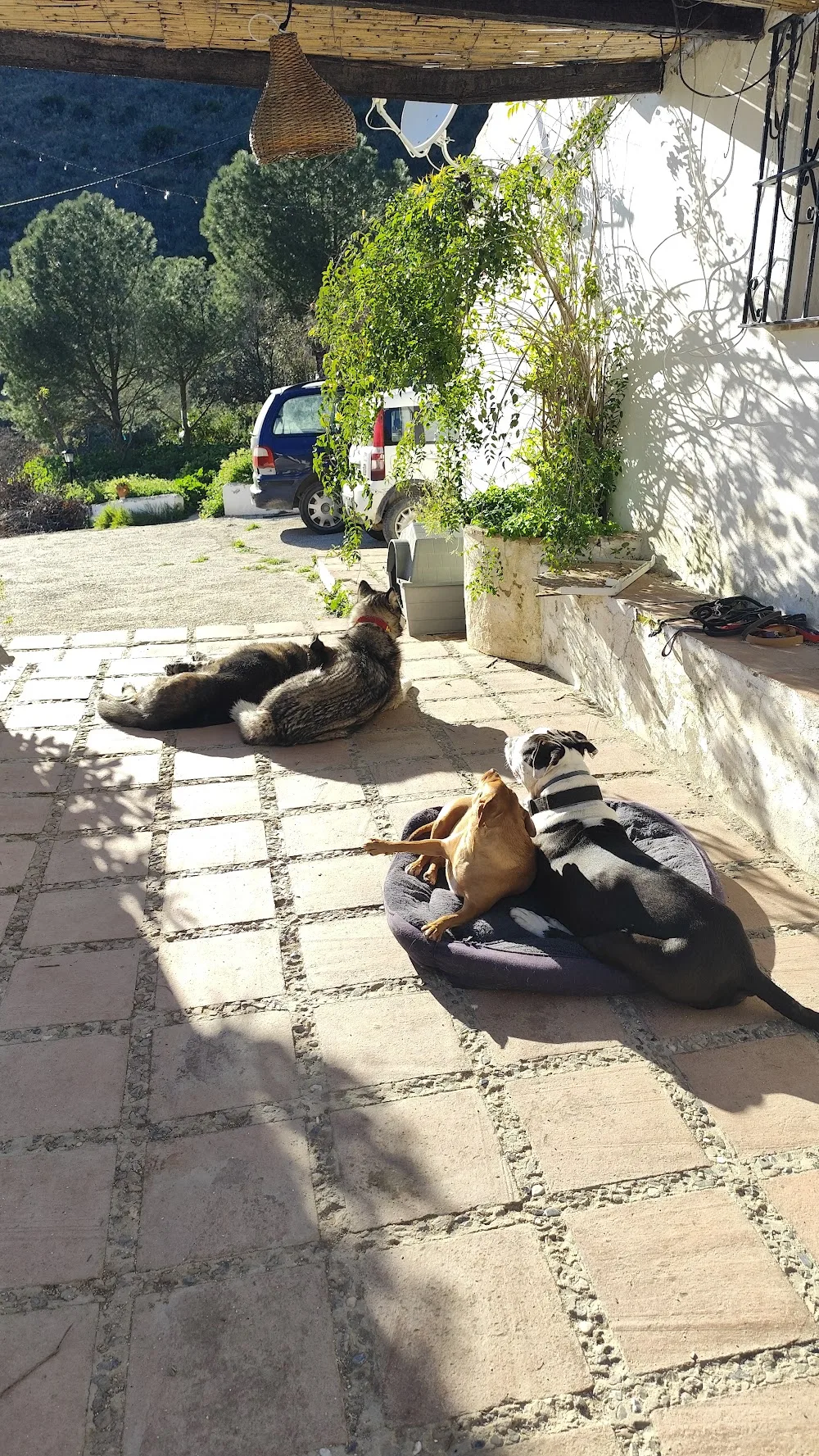 De Los Reyes Dog Hotel - Malaga pet otel