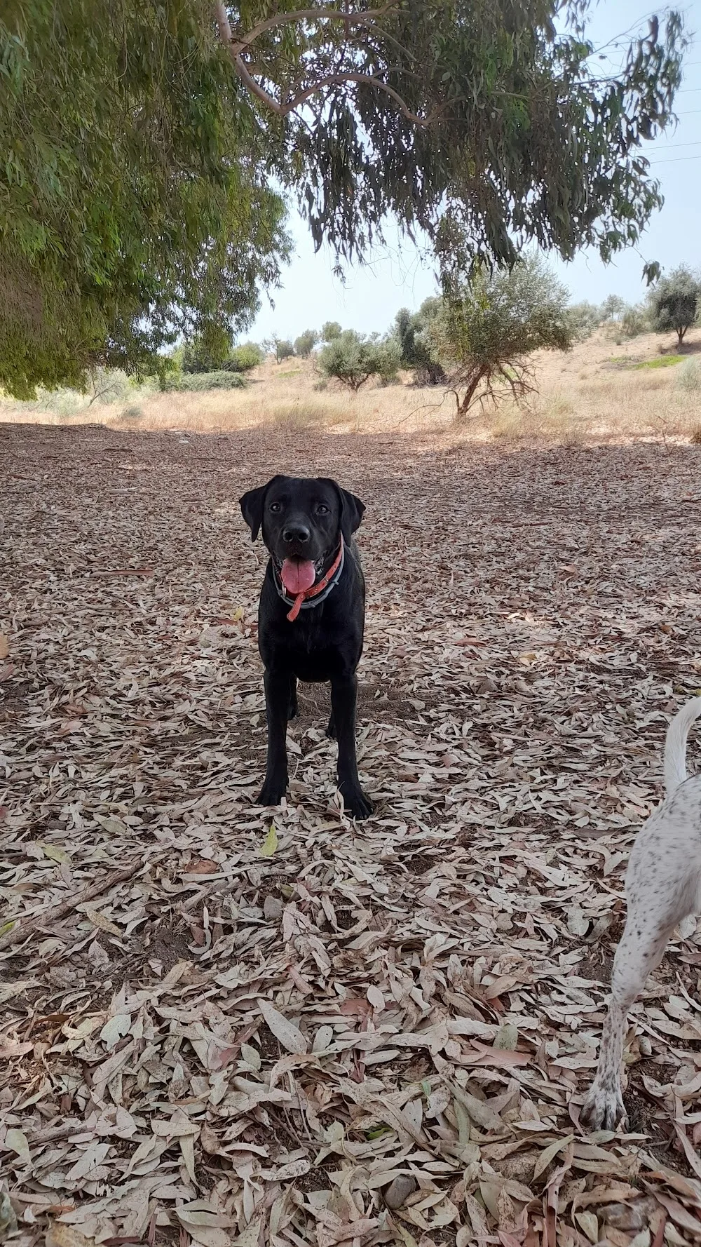 De Los Reyes Dog Hotel - Malaga pet otel görseli 3