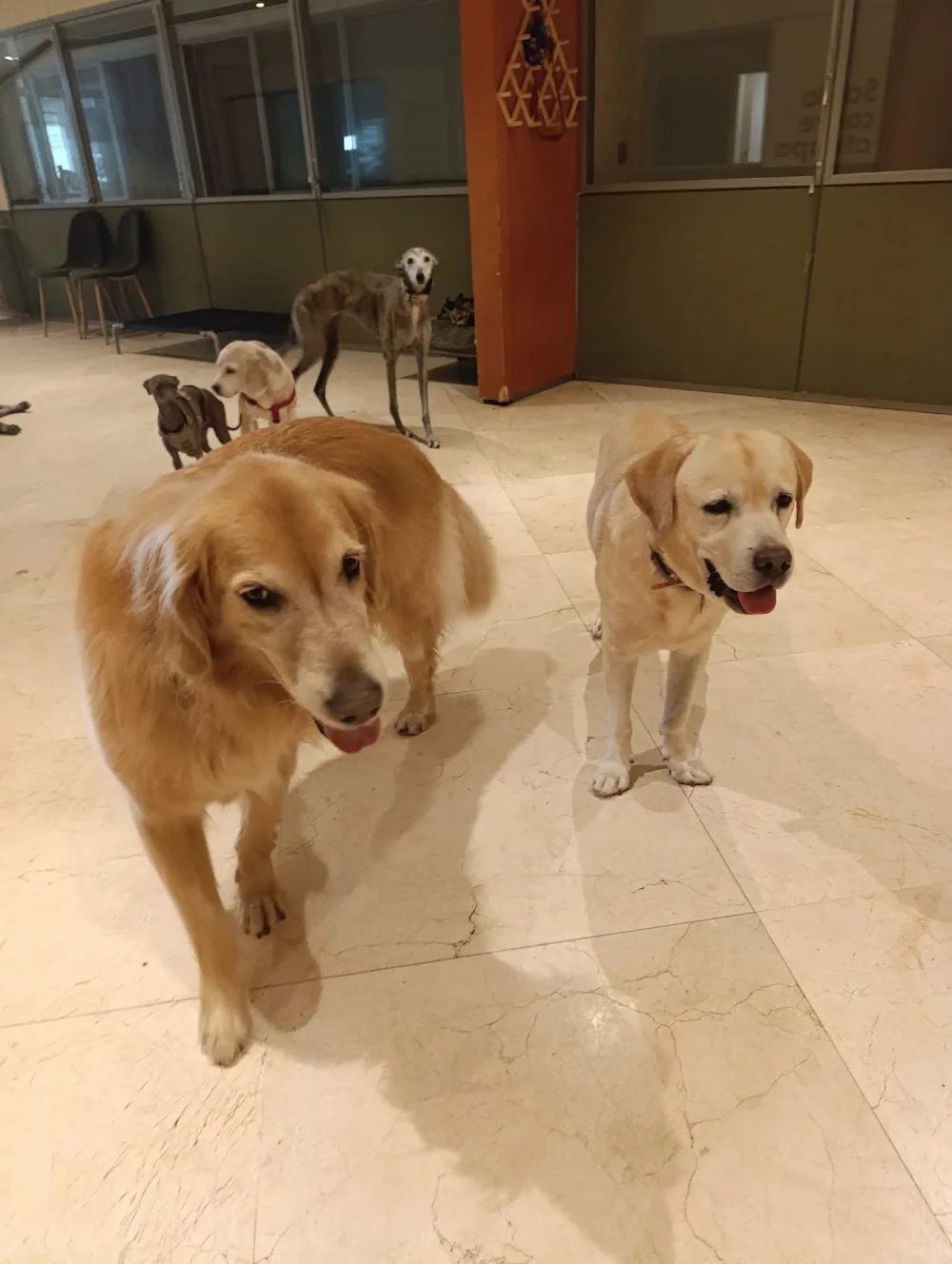 Dog City - La ciudad soñada para tu perro - Malaga pet otel görseli 3