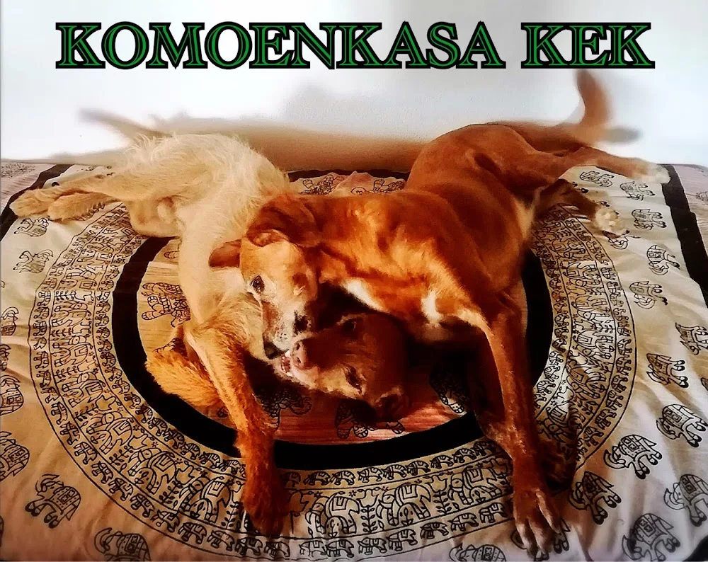 Guardería canina. Hotel canino. Komoenkasa-KEK - Malaga pet otel