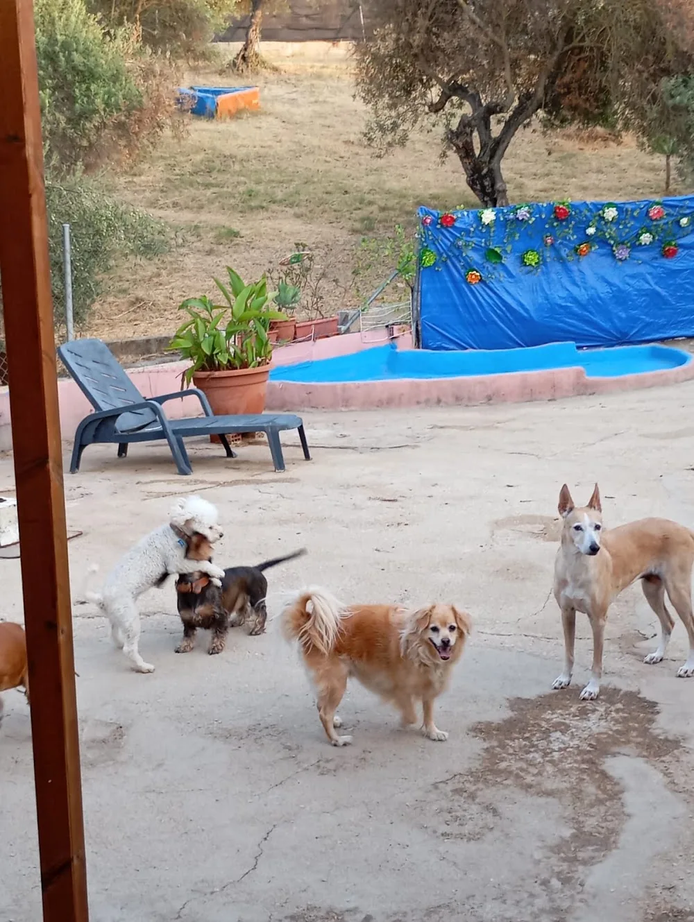 Guardería canina. Hotel canino. Komoenkasa-KEK - Malaga pet otel görseli 3