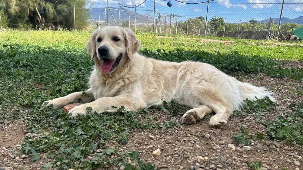 Guardería Canina Málaga - CuidanDogs - Malaga pet otel