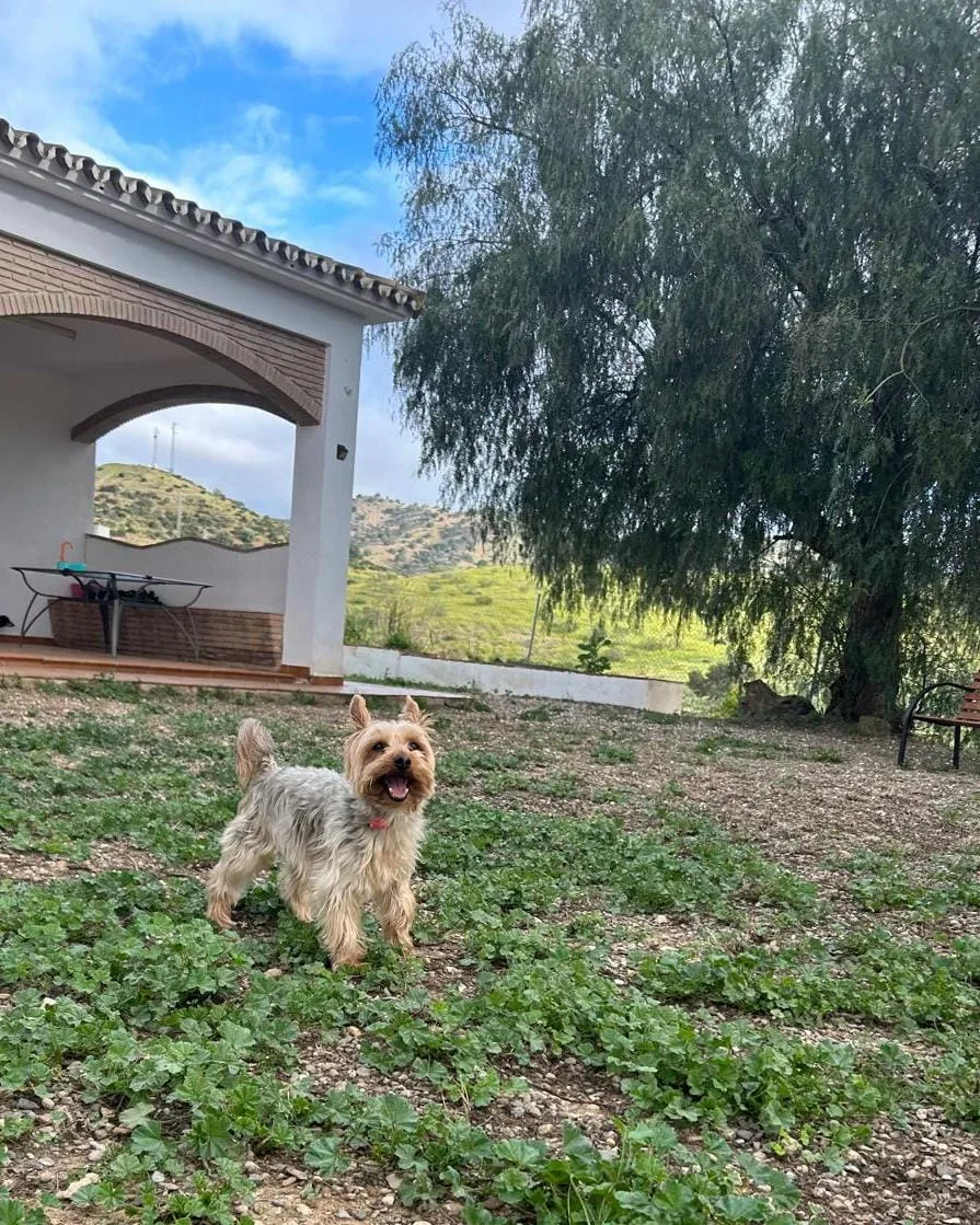 Guardería Canina Málaga - CuidanDogs - Malaga pet otel görseli 3