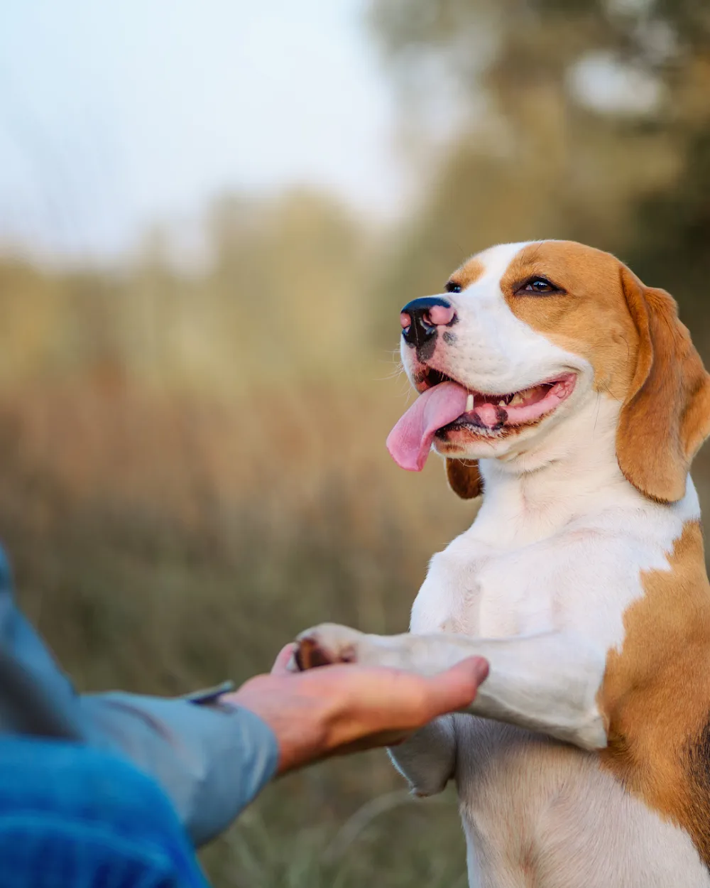 Hachiko Residencia Canina - Malaga pet otel