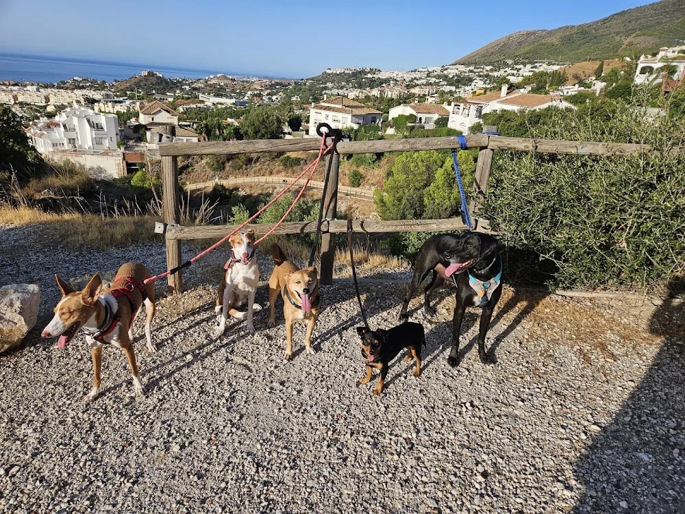 Happy Paws Hotel - Malaga pet otel görseli 2