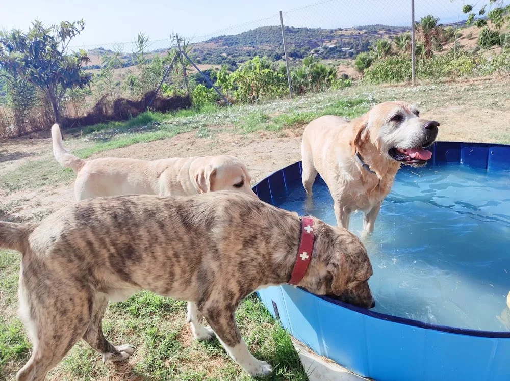 Home4udog Estepona |Dog boarding•Guarderia canina - Malaga pet otel