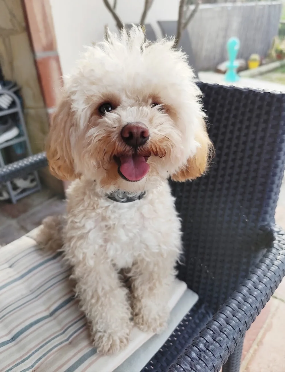 Home4udog Estepona |Dog boarding•Guarderia canina - Malaga pet otel görseli 3