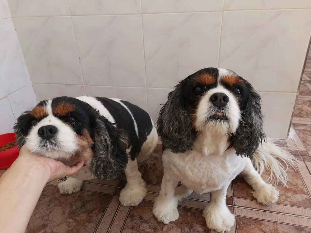 Laguna Kennels and cosy Cattery - Malaga pet otel görseli 2