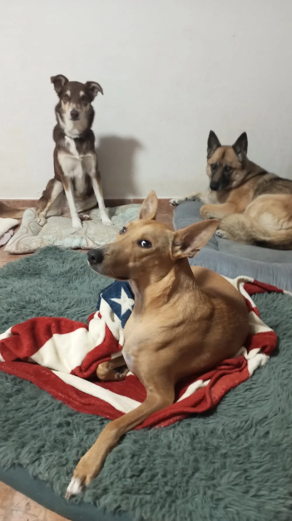 MAMU DOG Hotel - Malaga pet otel